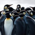 Why Penguins Huddle in Cold Temperatures