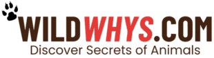 WildWhys.com
